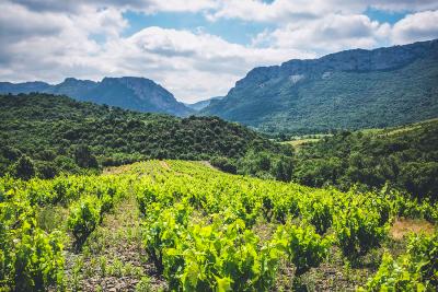 Le vignoble du Roussillon